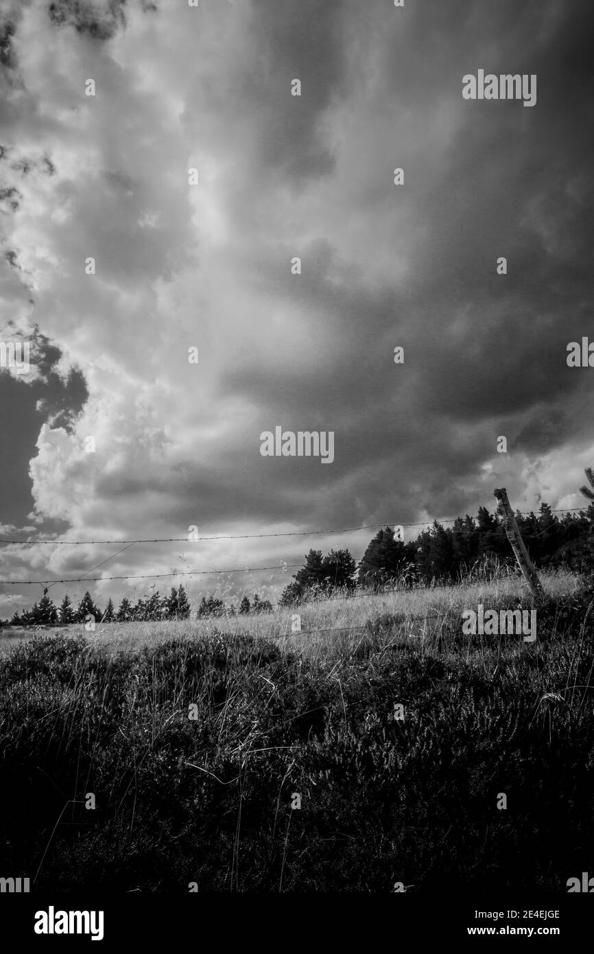 a meadow in the Vosges mountains in black and white Stock Photo