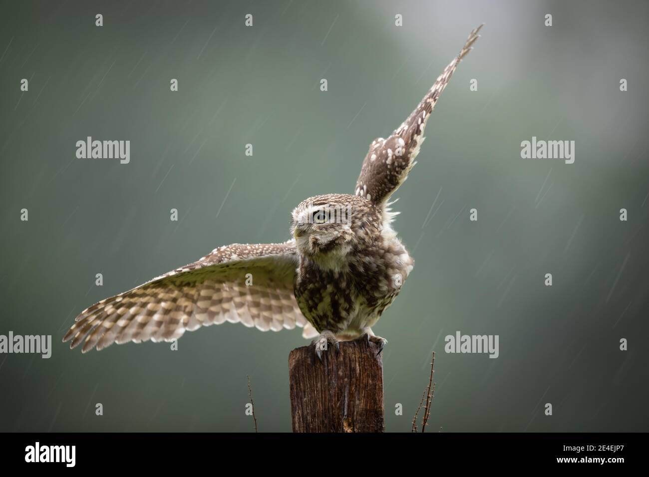 Rain Bathing Owl Stock Photo