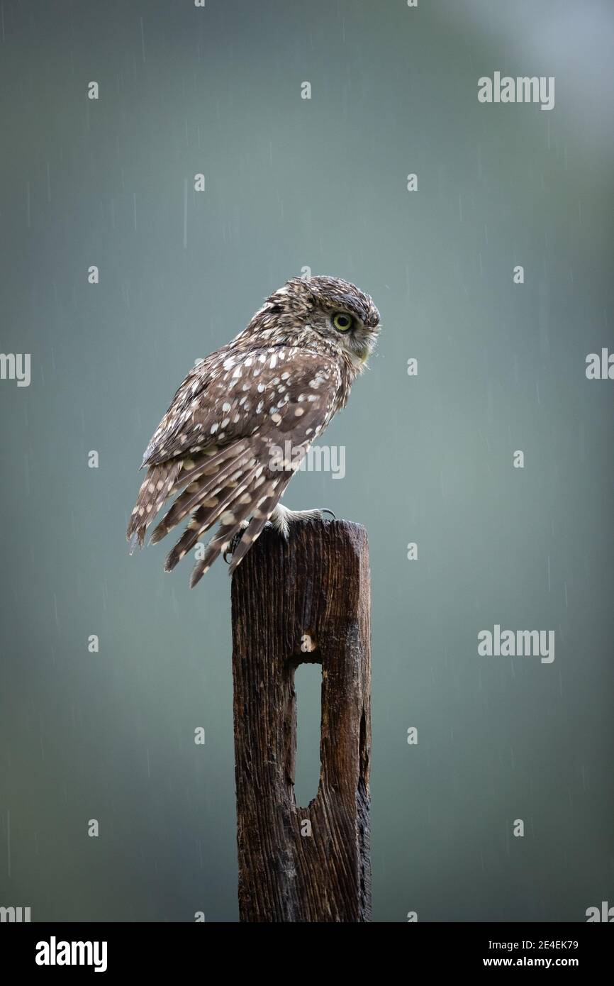 Rain Bathing Owl Stock Photo