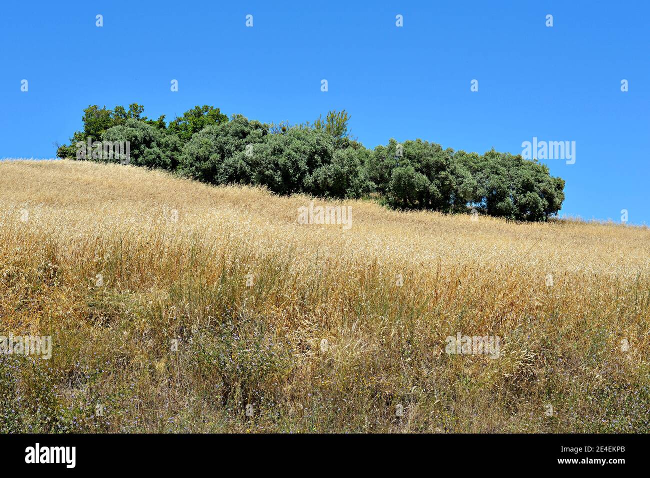 Large gold grasses (gramineae) and bushes in a field in France Stock Photo