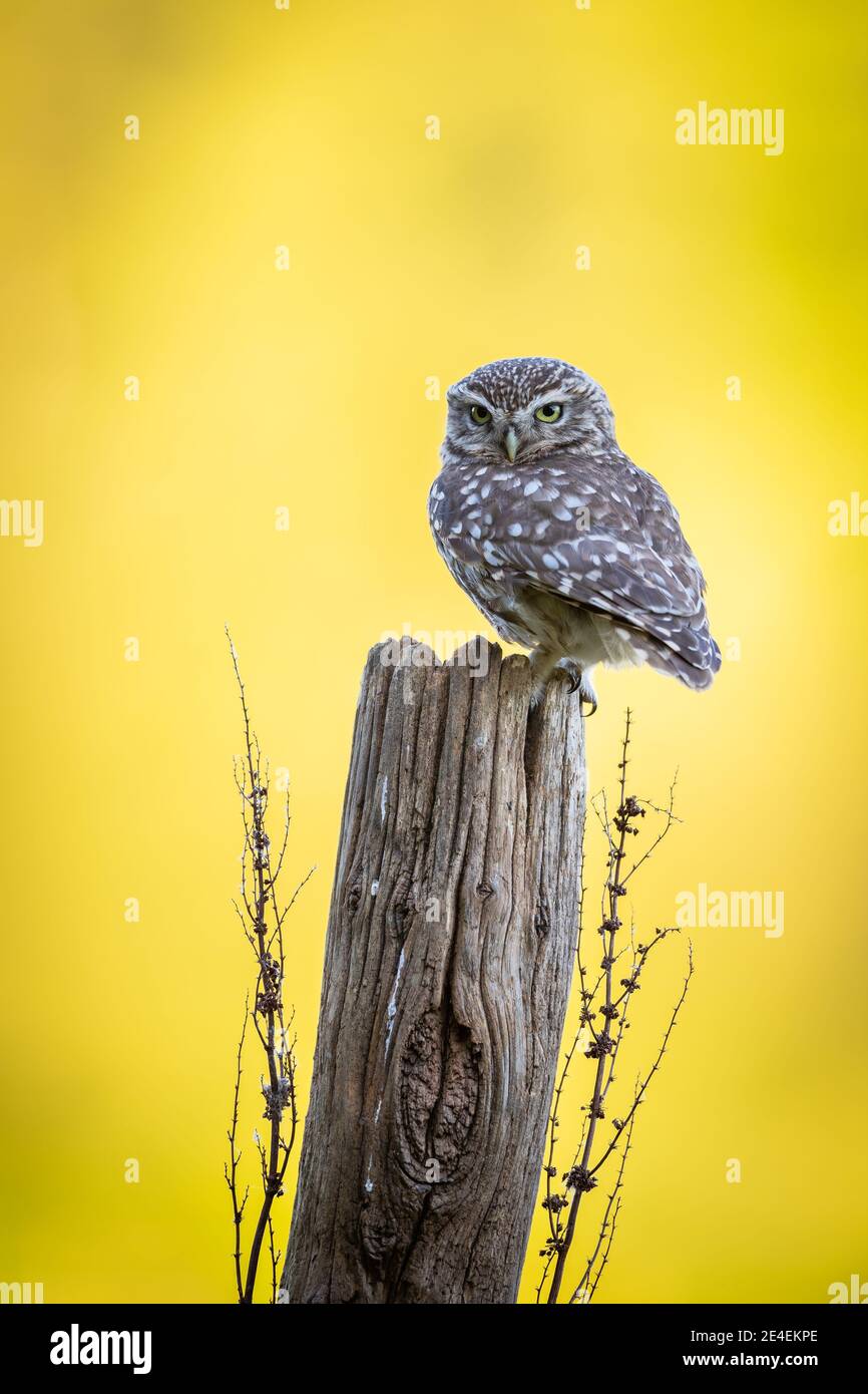 Male Little Owl Stock Photo