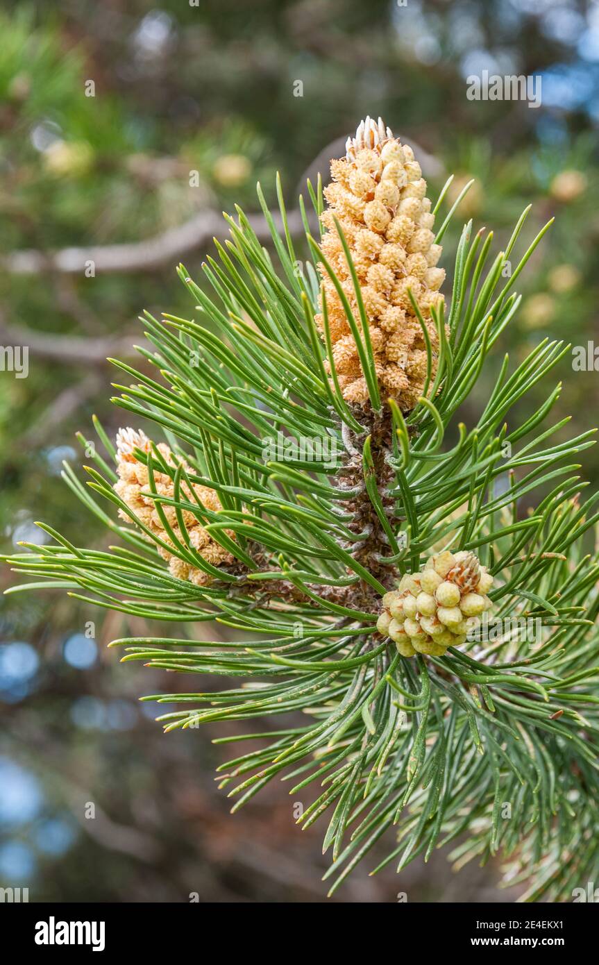 uncinate pine, Pinus uncinata, male cone, pinecone, Catalonia, Spain Stock Photo