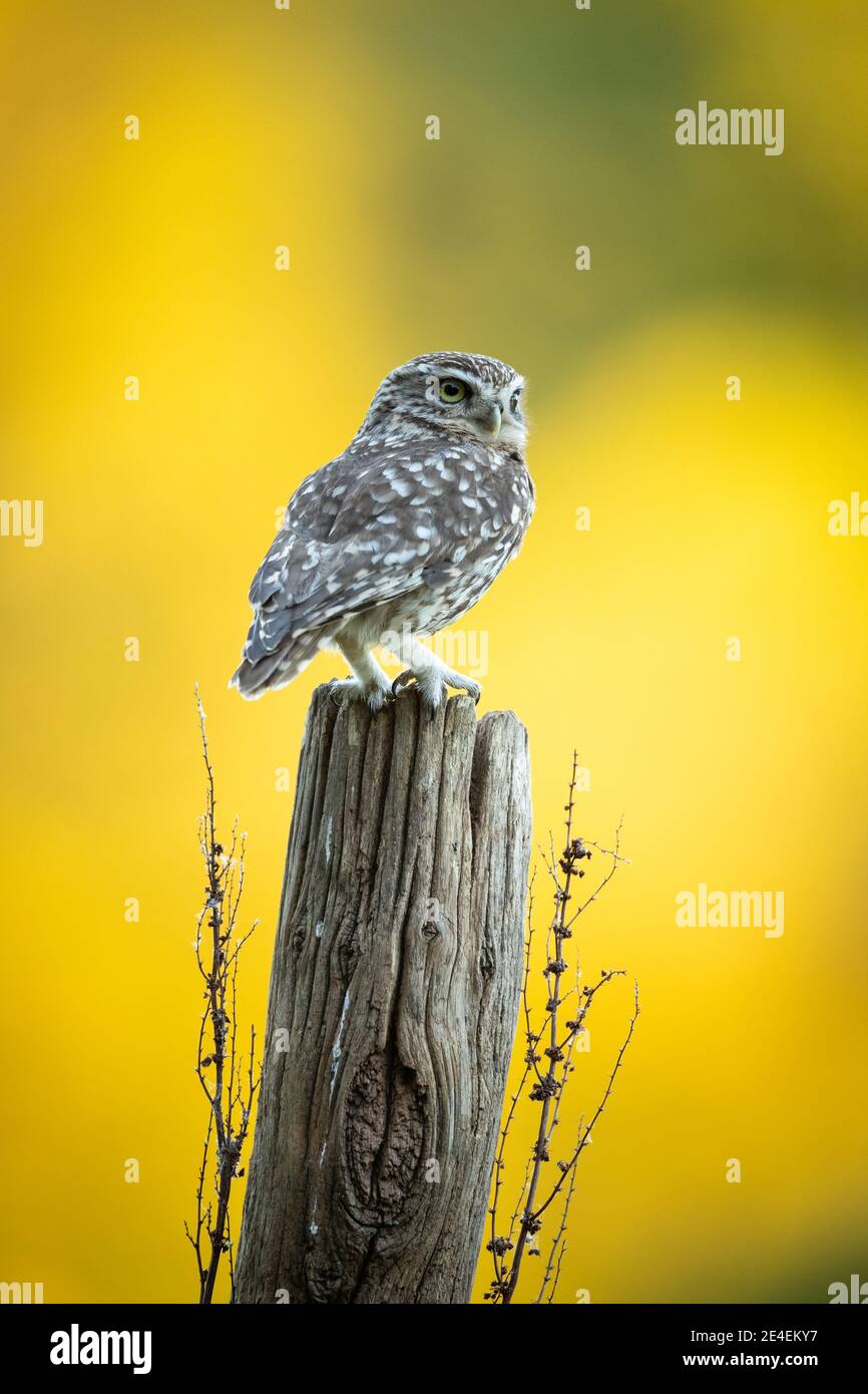 Male Little Owl Stock Photo