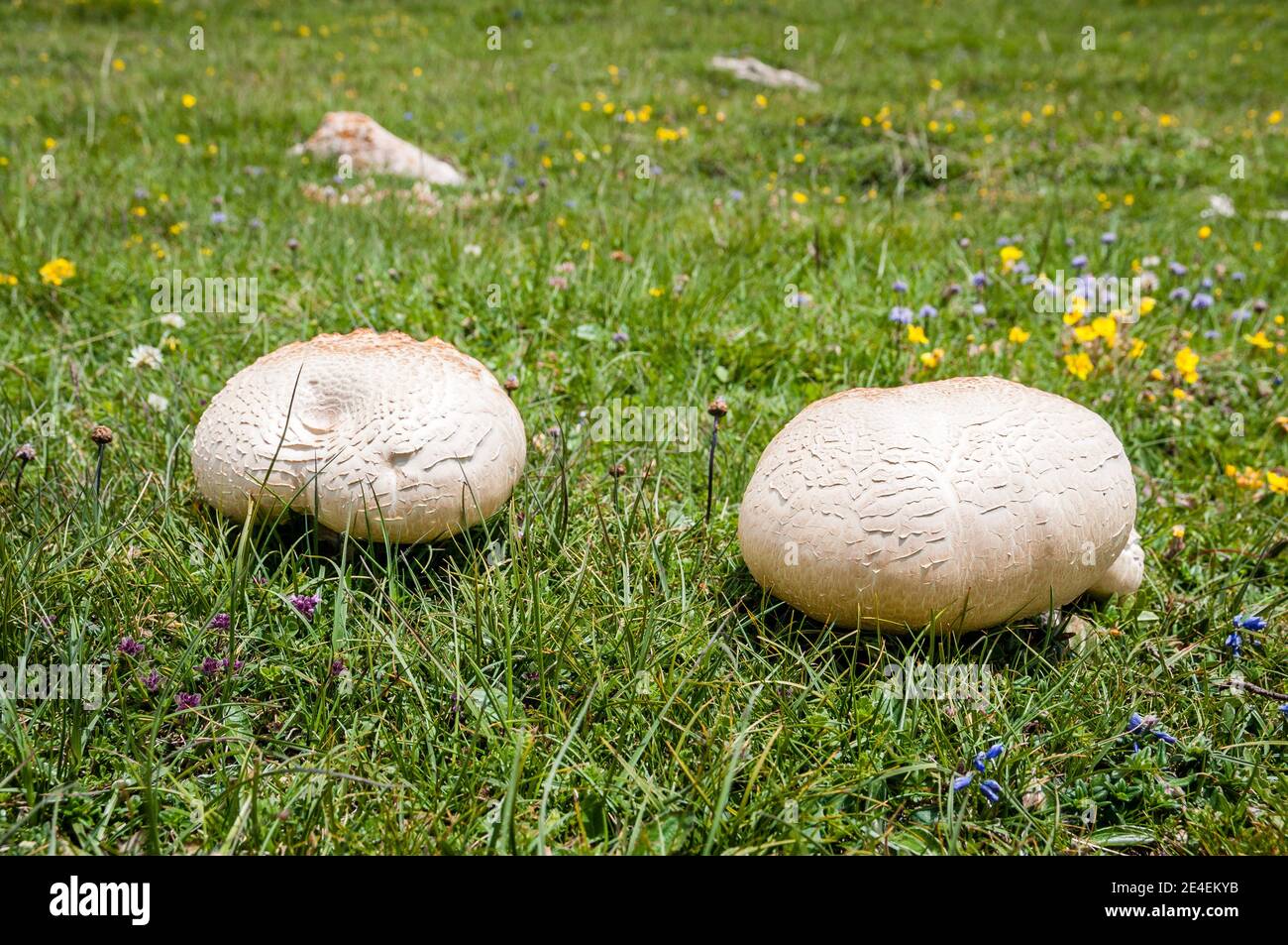 wild common mushroom, Agaricus bisporus, Coll de Pal, Catalonia, Spain Stock Photo