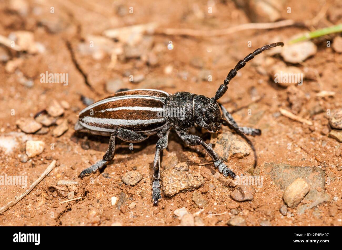 longhorn beetles, Iberodorcadion fuliginator, Coll de Pal, Catalonia, Spain Stock Photo