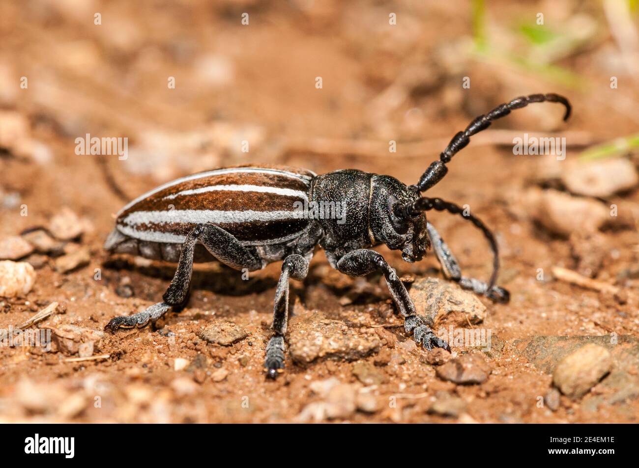 longhorn beetles, Iberodorcadion fuliginator, Coll de Pal, Catalonia, Spain Stock Photo