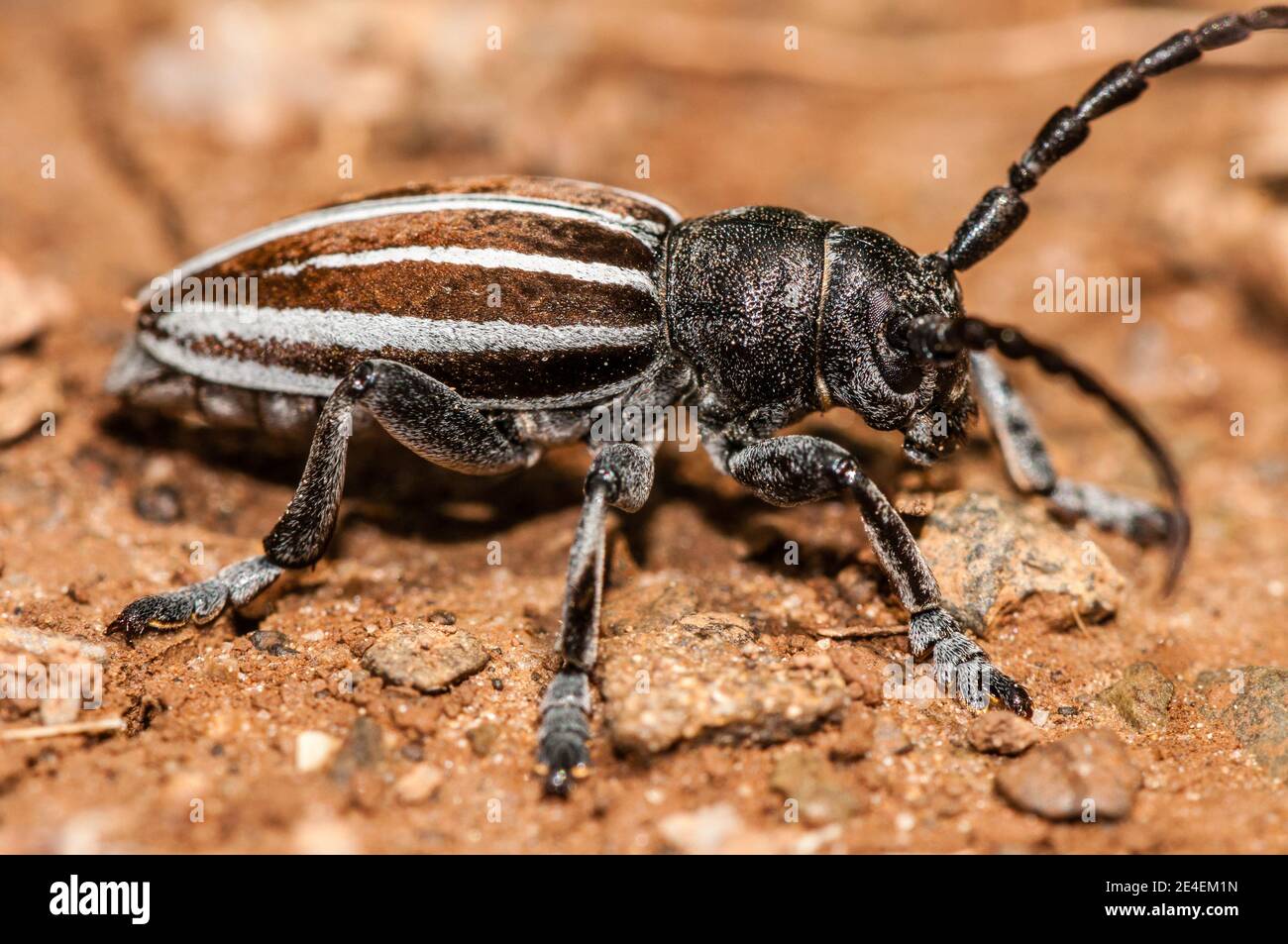longhorn beetles, Iberodorcadion fuliginator, Coll de Pal, Catalonia, Spain Stock Photo