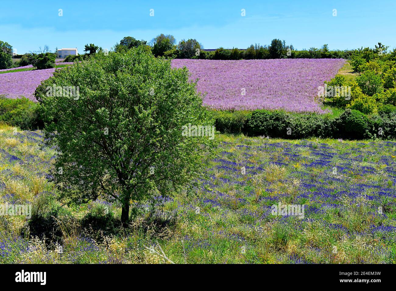 Clary sage (Salvia sclarea) field and lavender on the famous Valensole plateau, a commune in the Alpes-de-Haute-Provence department in France Stock Photo