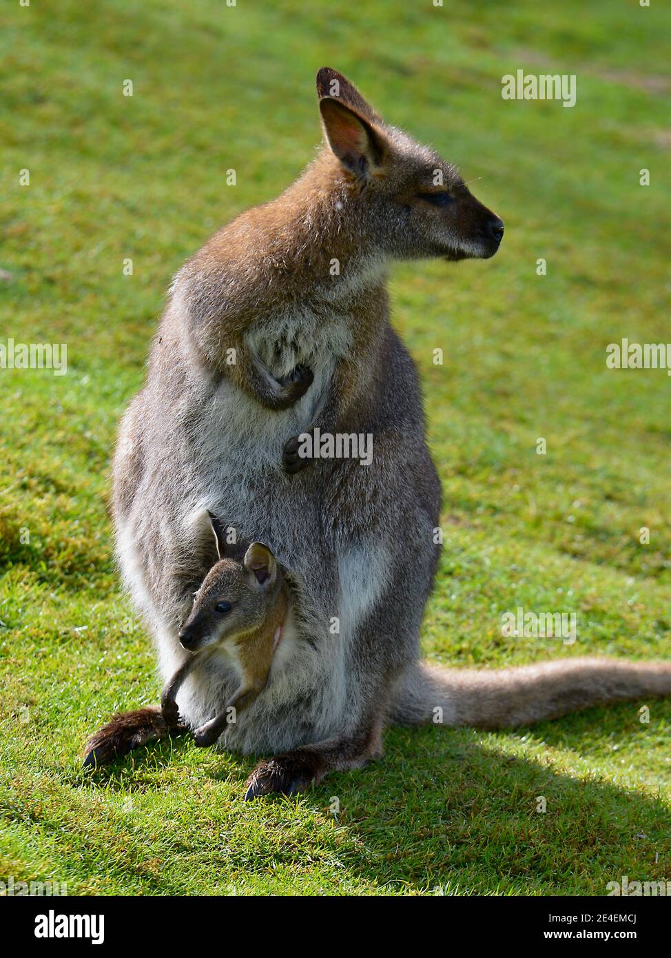 Red-necked wallaby or wallaby of Bennett (Macropus rufogriseus) and its joey in the pocket Stock Photo