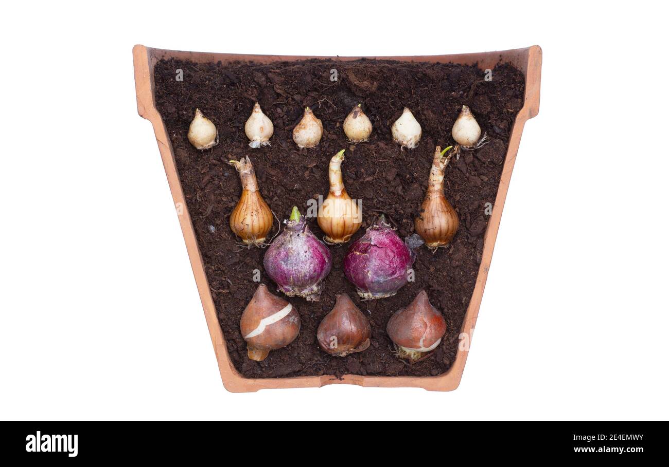 Bulb lasagna cross section Cut Out Stock Images & Pictures Alamy