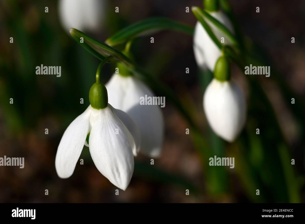 Galanthus Bertram Anderson,early flowering snowdrop,early flowering snowdrops,white flowers,flower,bulbs,snowdrops,spring flowering,collectors,collect Stock Photo