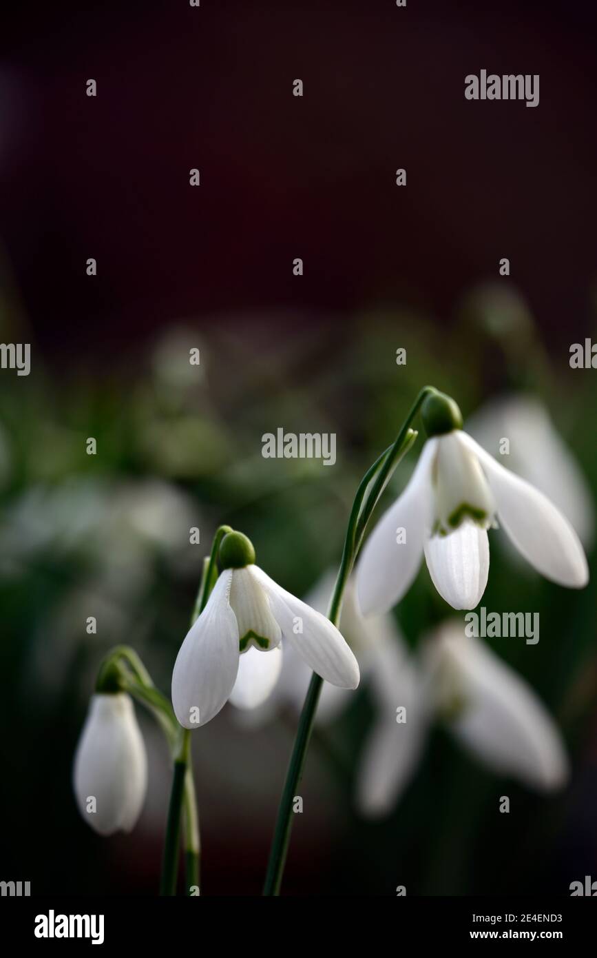 Galanthus Castlegar,irish snowdrop,irish snowdrops,white flowers,flower,bulbs,snowdrops,spring flowering,collectors,collect,rare,RM floral Stock Photo