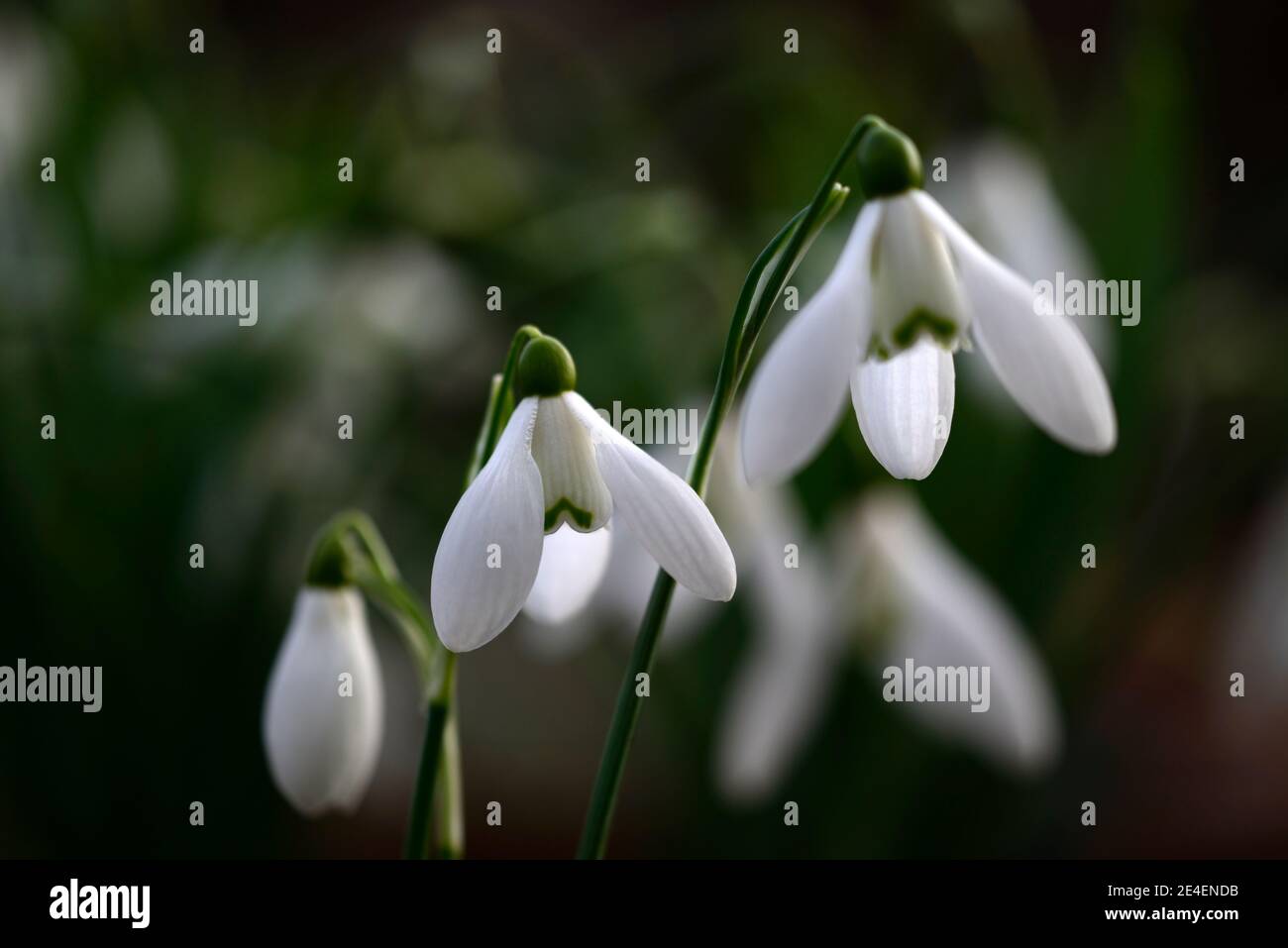 Galanthus Castlegar,irish snowdrop,irish snowdrops,white flowers,flower,bulbs,snowdrops,spring flowering,collectors,collect,rare,RM floral Stock Photo