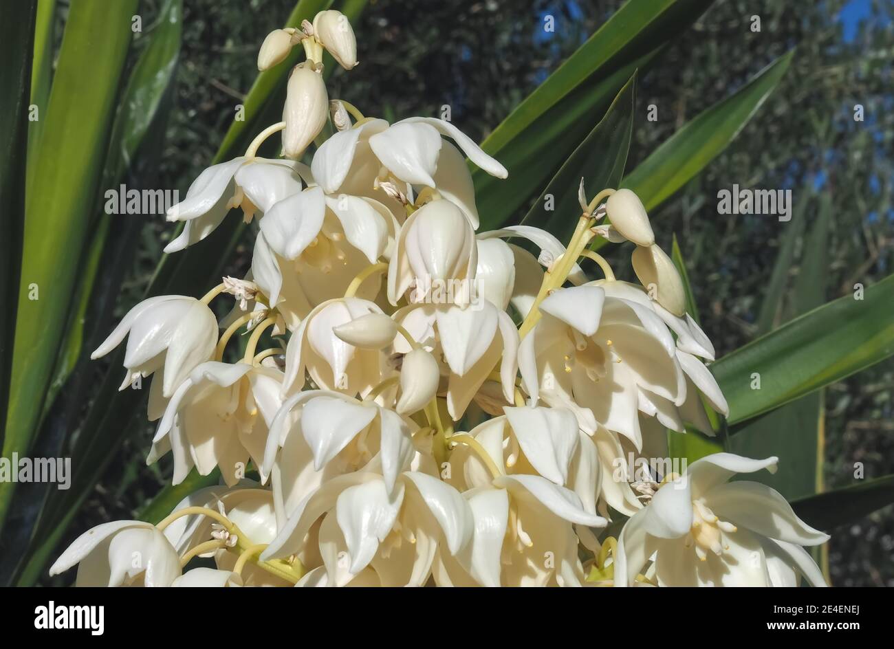 Macro of a blooming Yucca palm the blossoms are edible Stock Photo Alamy