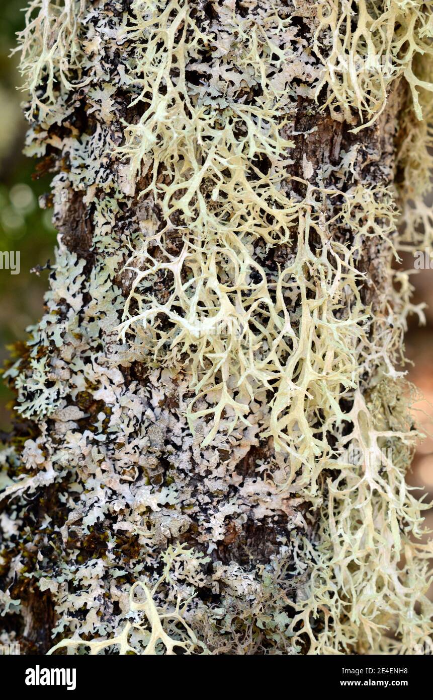 Pseudevernia furfuracea lichen Commonly known as Tree Moss, aka Old Man's Beard, Beard Lichen or Tree Moss. Using in Perfume. Stock Photo