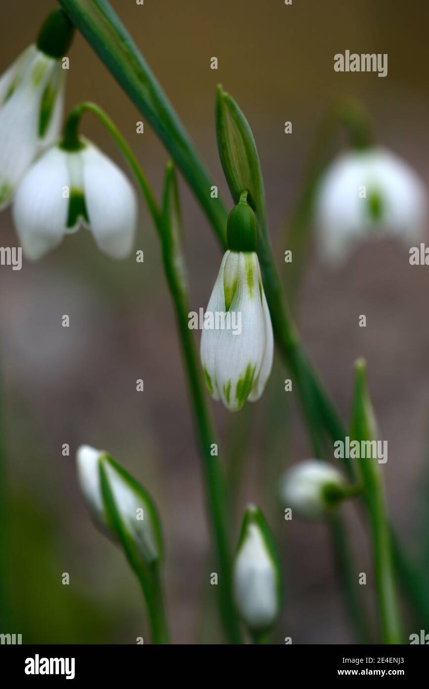 Galanthus Courteenhall,virescent snowdrop,virescents,early flowering snowdrop,early flowering snowdrops,white flowers,flower,bulbs,snowdrops,spring fl Stock Photo