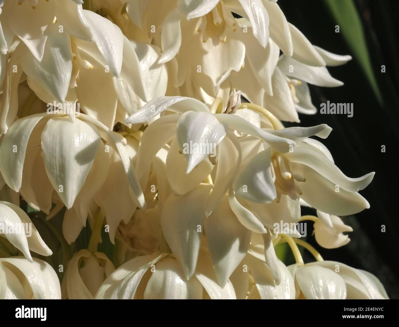 Macro of a blooming Yucca palm the blossoms are edible Stock Photo