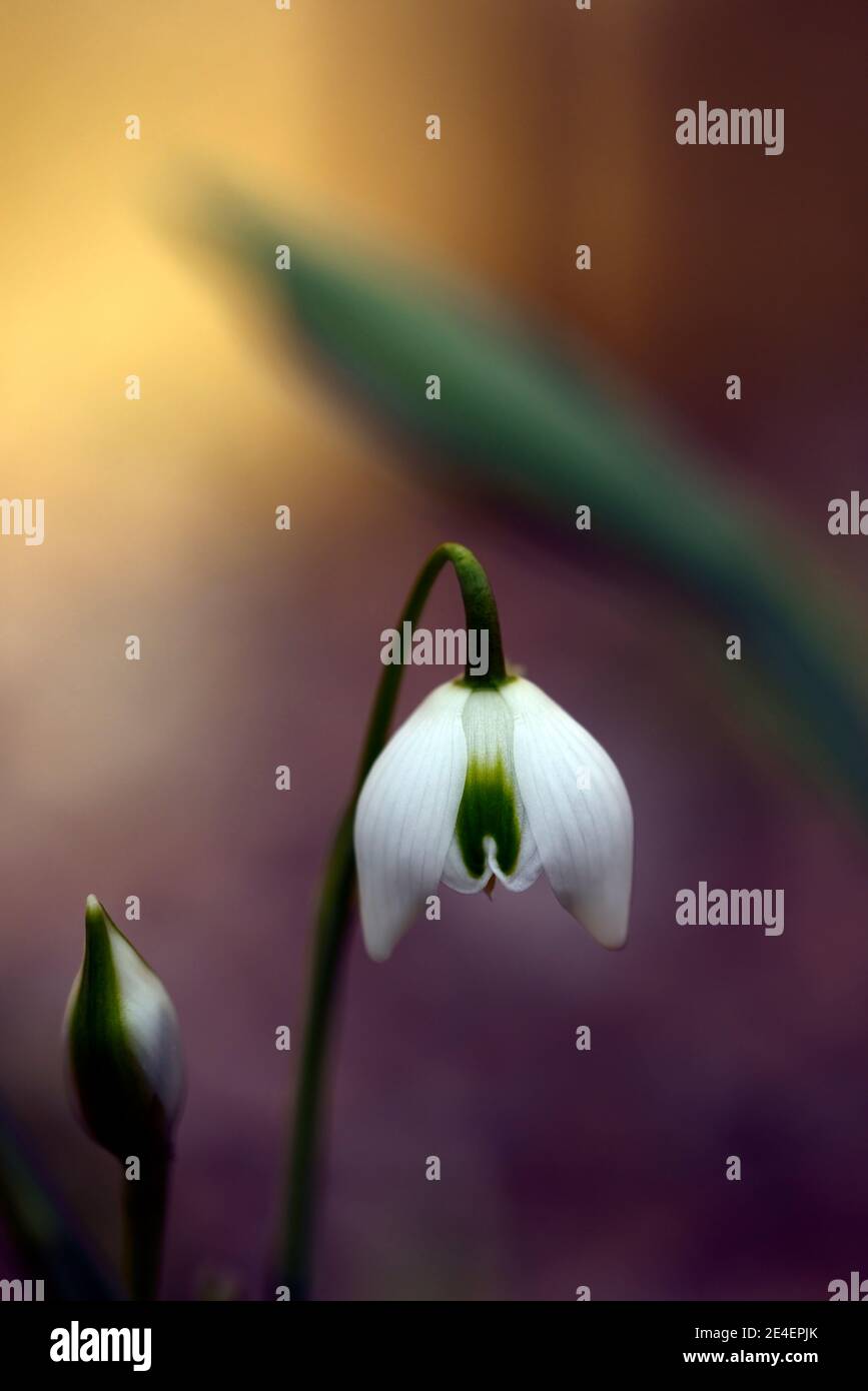 galanthus titania,double snowdrop,double snowdrops,early flowering snowdrop,early flowering snowdrops,white flowers,flower,bulbs,snowdrops,spring flow Stock Photo