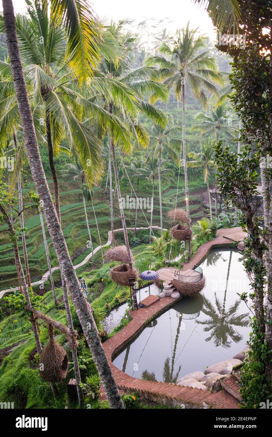 Kopi luwak farm and plantation in Ubud District, Bali, Indonesia. Kopi luwak  is coffee that includes part-digested coffee cherries eaten and defecated  by the Asian palm civet. Kopi luwak has been called