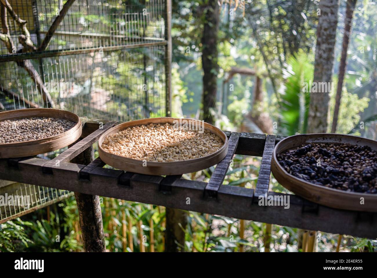 Roasting place for coffee beans collected from the excrement of civets