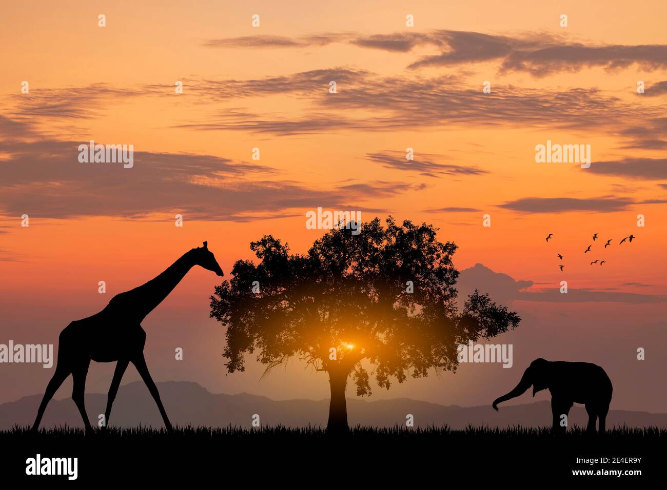 Silhouette African Elephants and Giraffes at sunset sunrise. Wildlife Nature Background. savanna landscape Stock Photo - Alamy