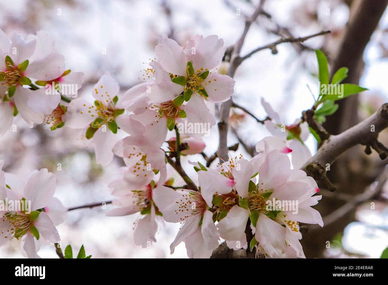 Branches of the almond tree. High-quality photo Stock Photo