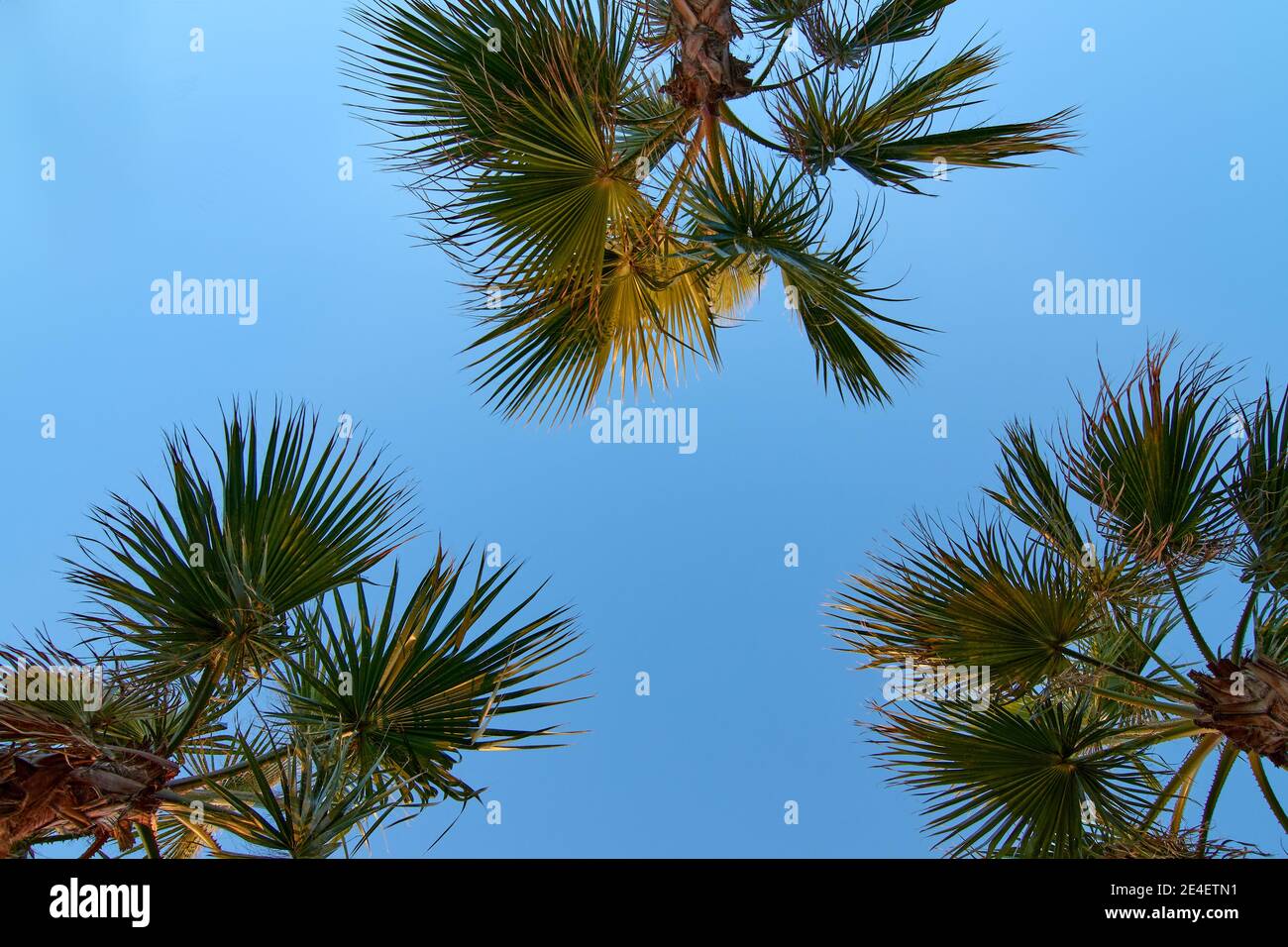 Branches of three Mexican fan palm trees in the blue sky background Stock  Photo - Alamy