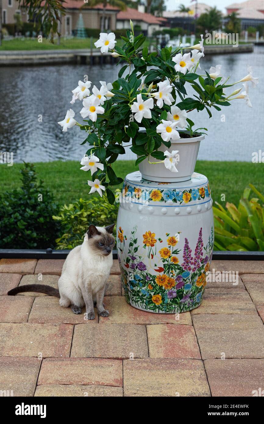 Tonkinese cat, ceramic garden seat, painted flowers, Mandevilla flowers,  white, gold centers, Rocktrumpet, vine, pavers, lanai, water, PR Stock  Photo - Alamy, image size:866x1390