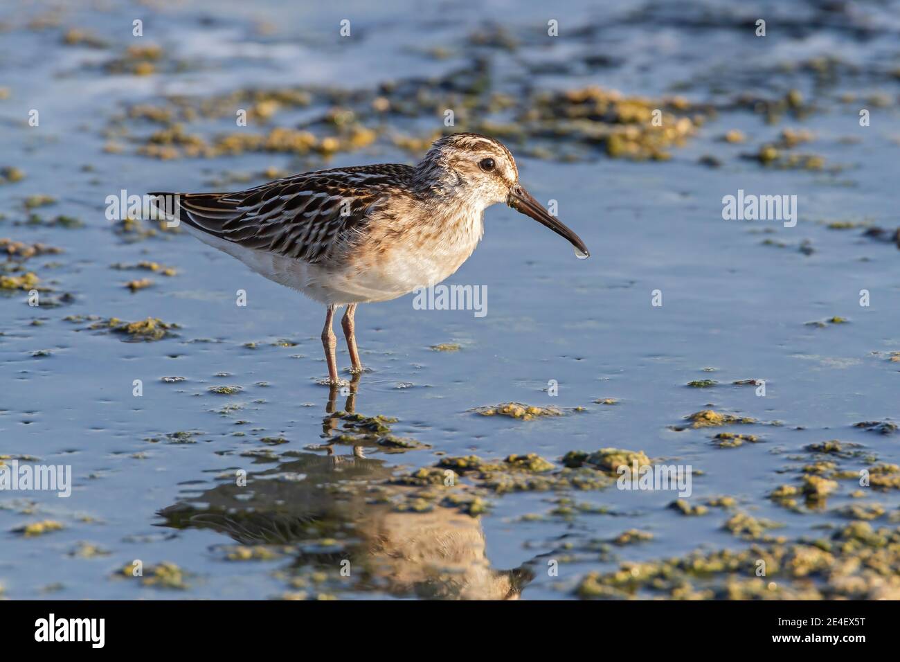 Broad-billed Sandpiper (Calidris falcinellus), feeding in shallow water, Lesvos, Greece, 14 August 2010 Stock Photo