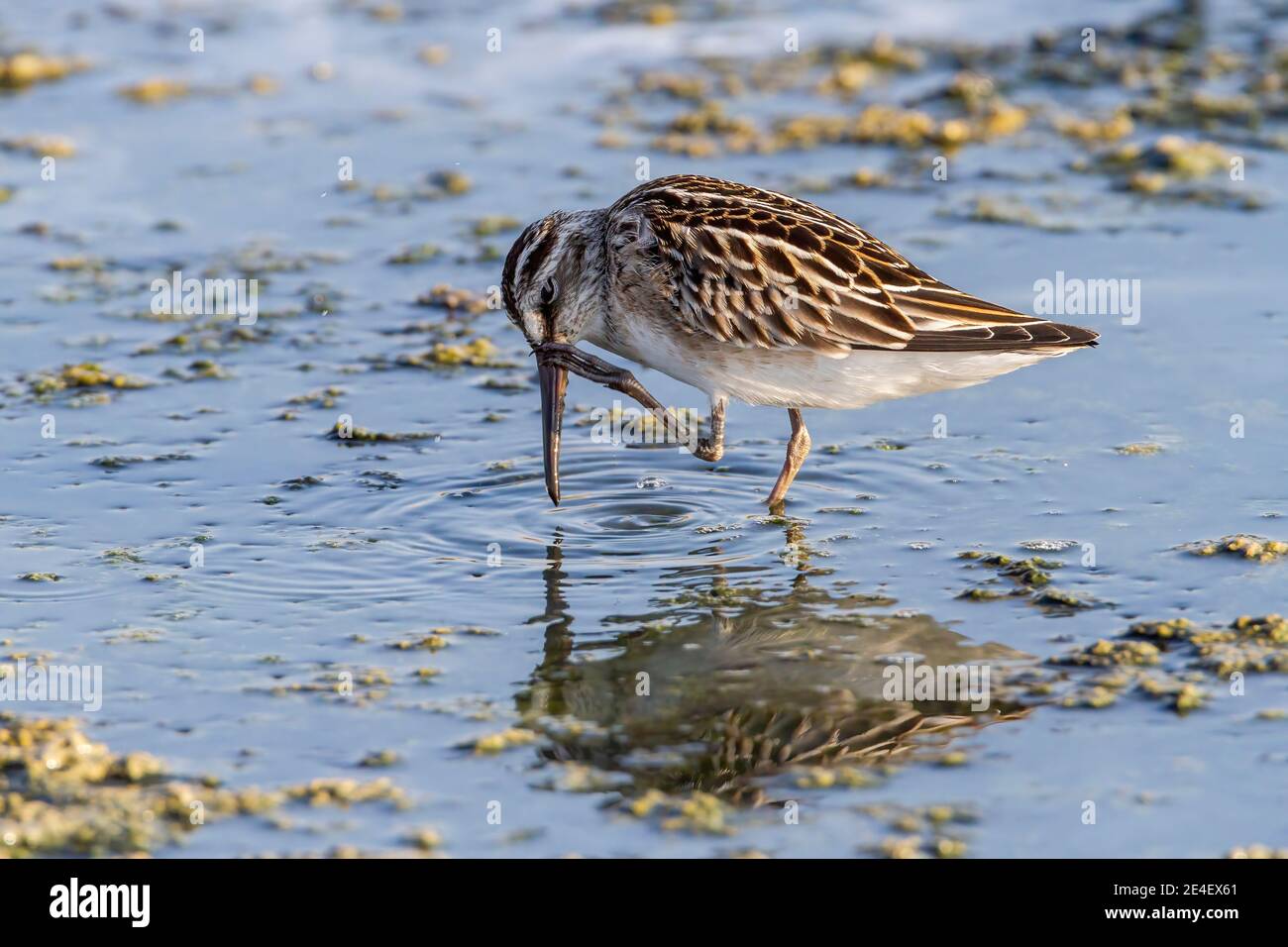 Broad-billed Sandpiper (Calidris falcinellus), feeding in shallow water, Lesvos, Greece, 14 August 2010 Stock Photo