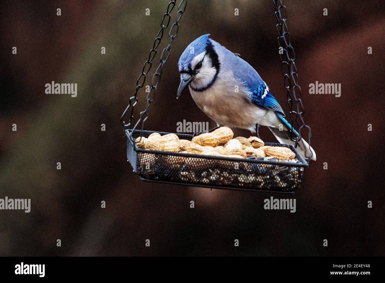 Blue jay at backyard feeder with peanuts Stock Photo