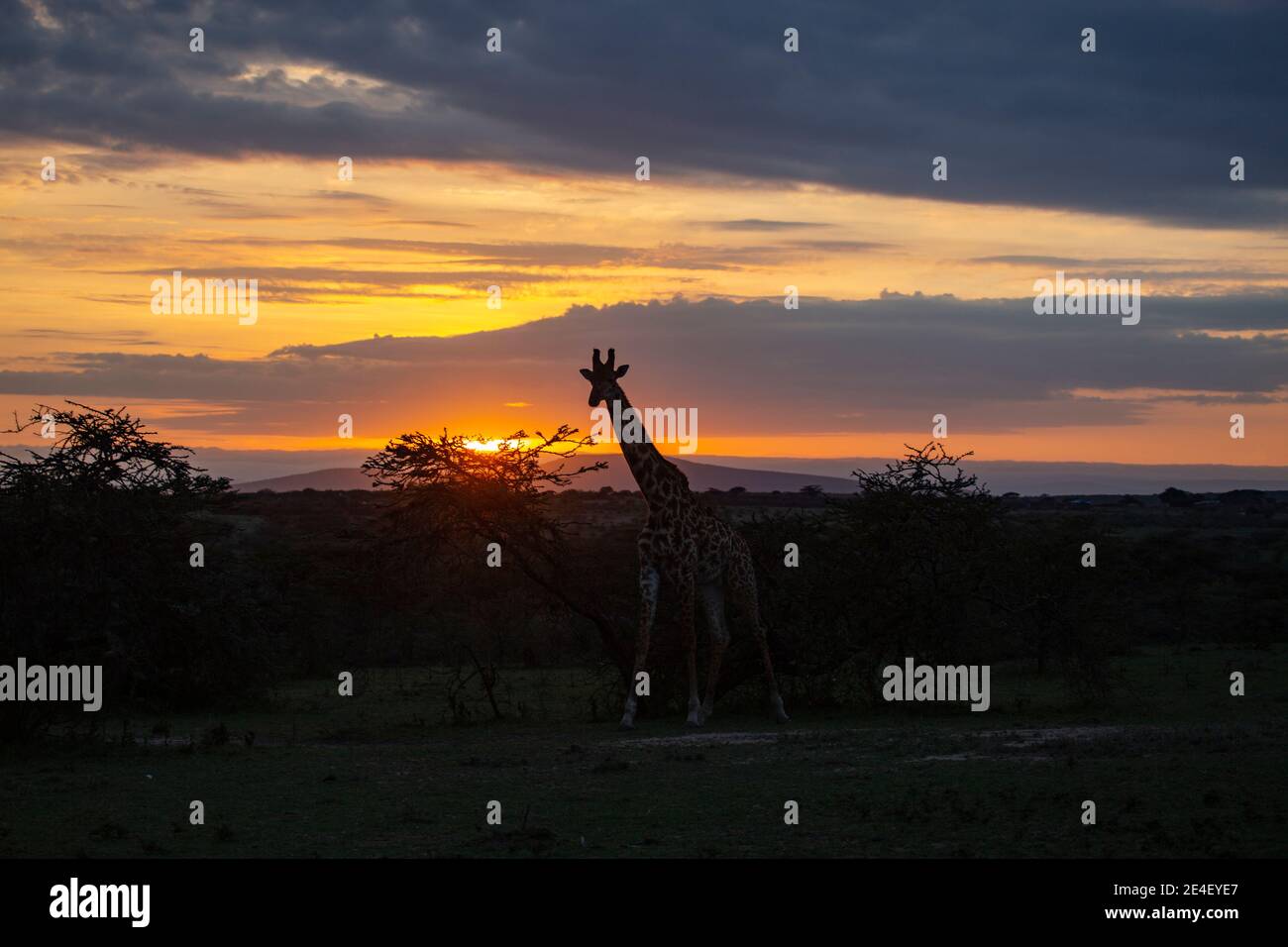 giraffe-in-sunset-masai-mara-game-reserve-kenya-stock-photo-alamy