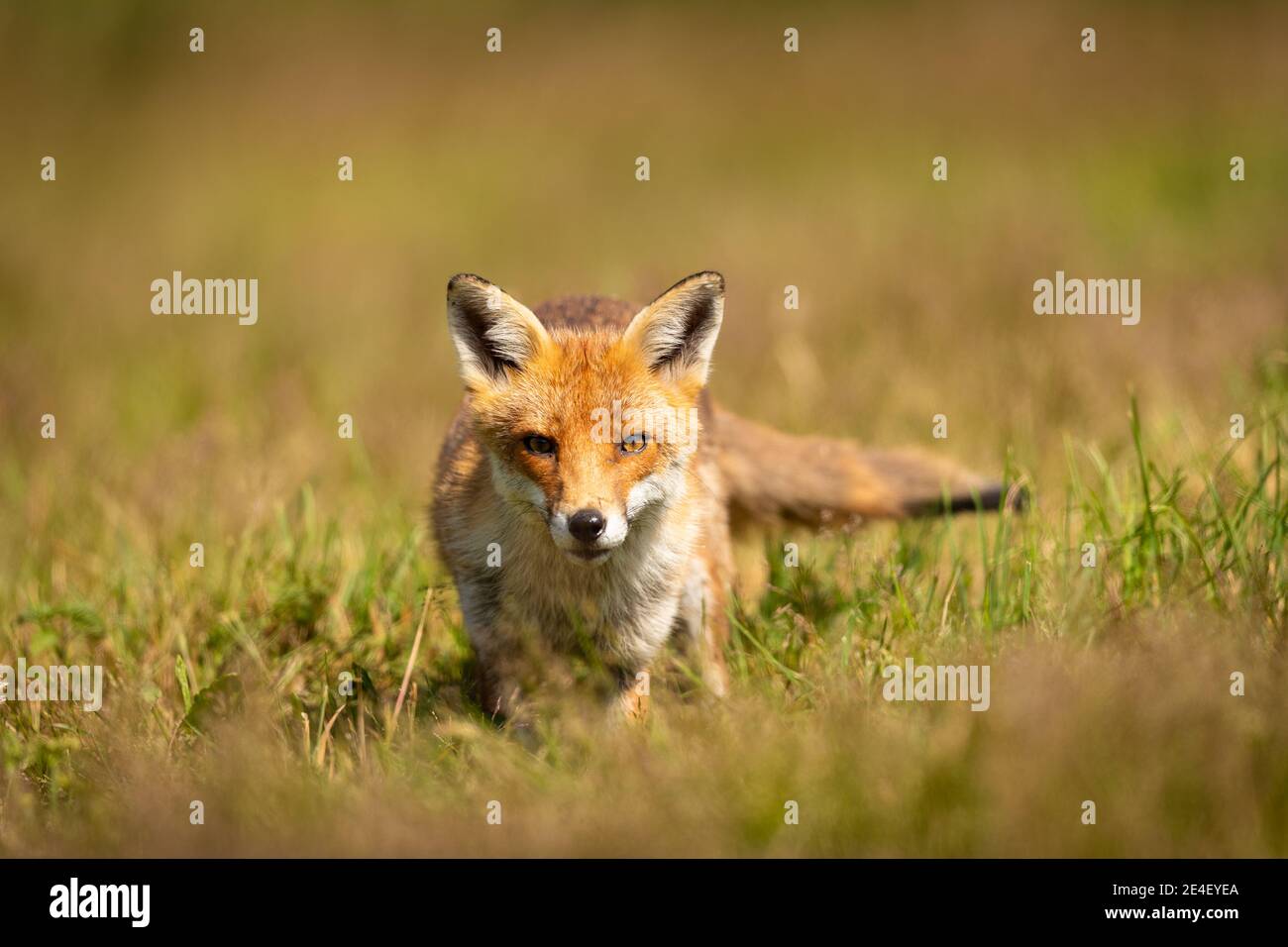 Fox In The Long Grass Stock Photo