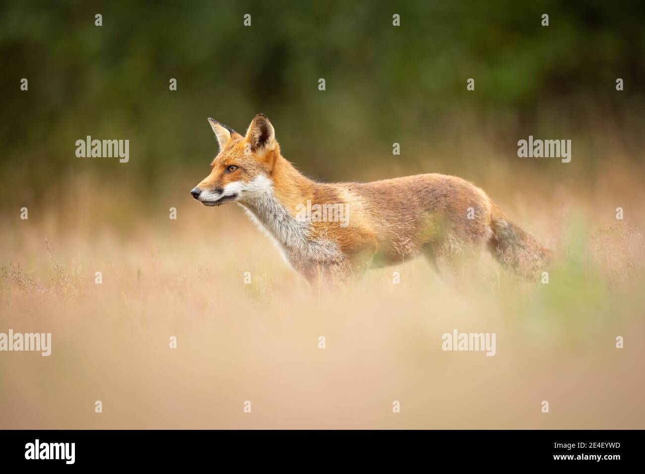 Fox In The Long Grass Stock Photo