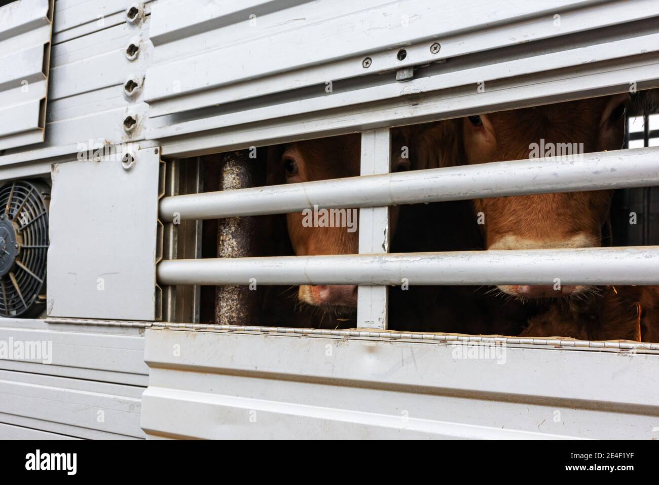 Veal peeking out of aeration windows in a cattle truck. Stock Photo
