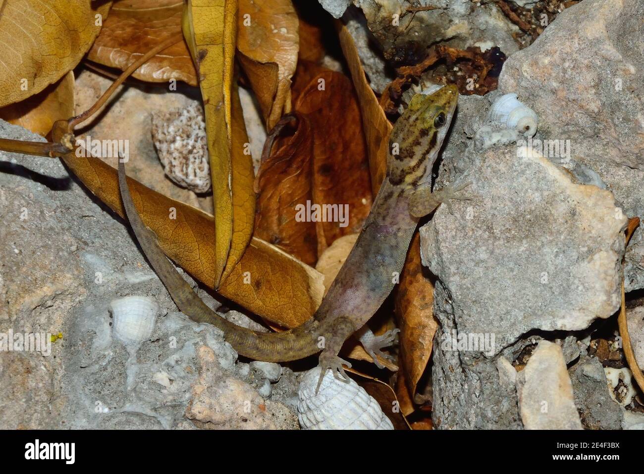 Gonatodes albogularis fuscus, yellow-headed gecko, Kleiner Gelbkopfgecko, female, Weibchen Stock Photo