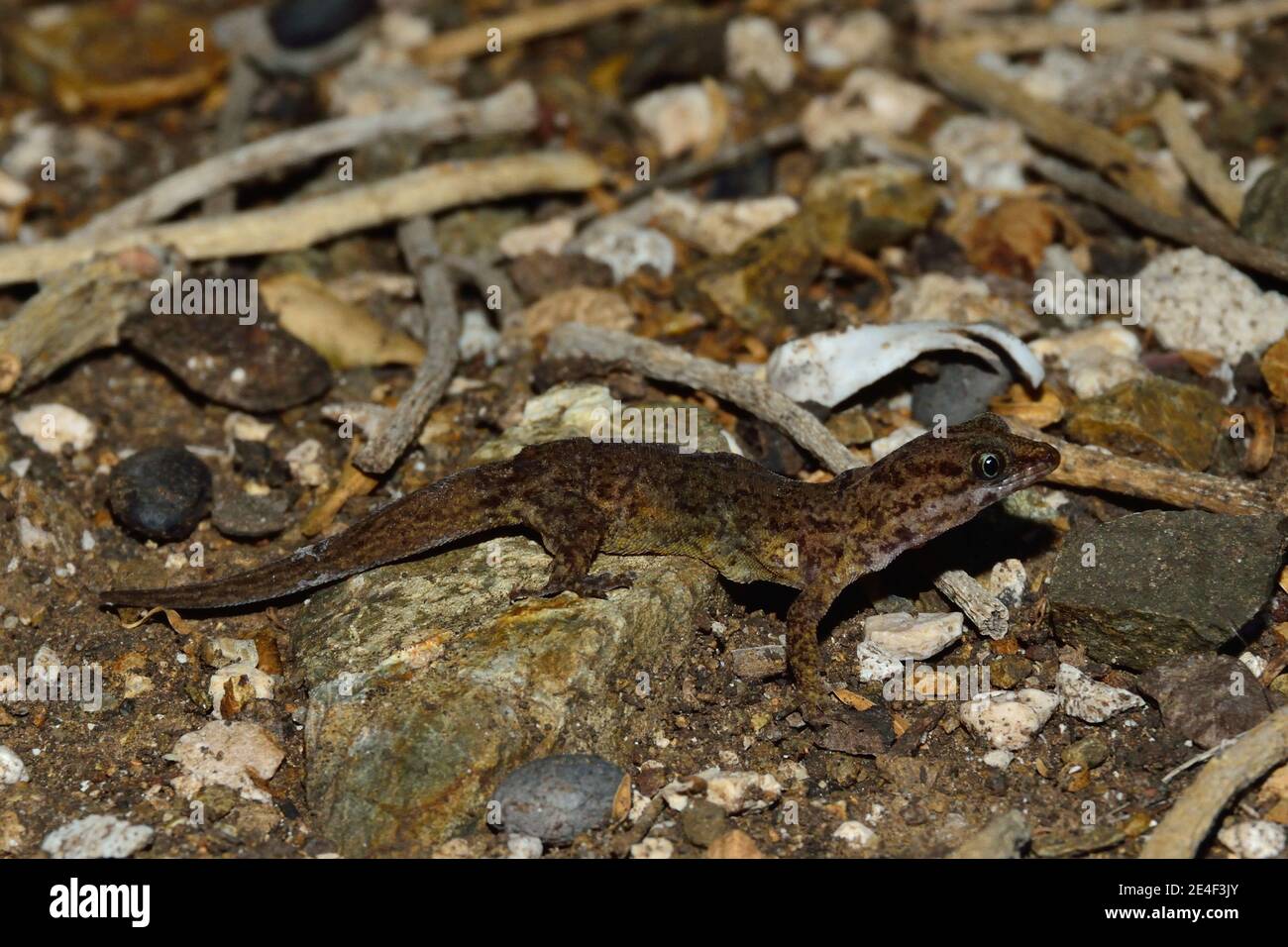 Gonatodes antillensis, antilles gecko, Antillen-Zwerggecko, female, Weibchen Stock Photo