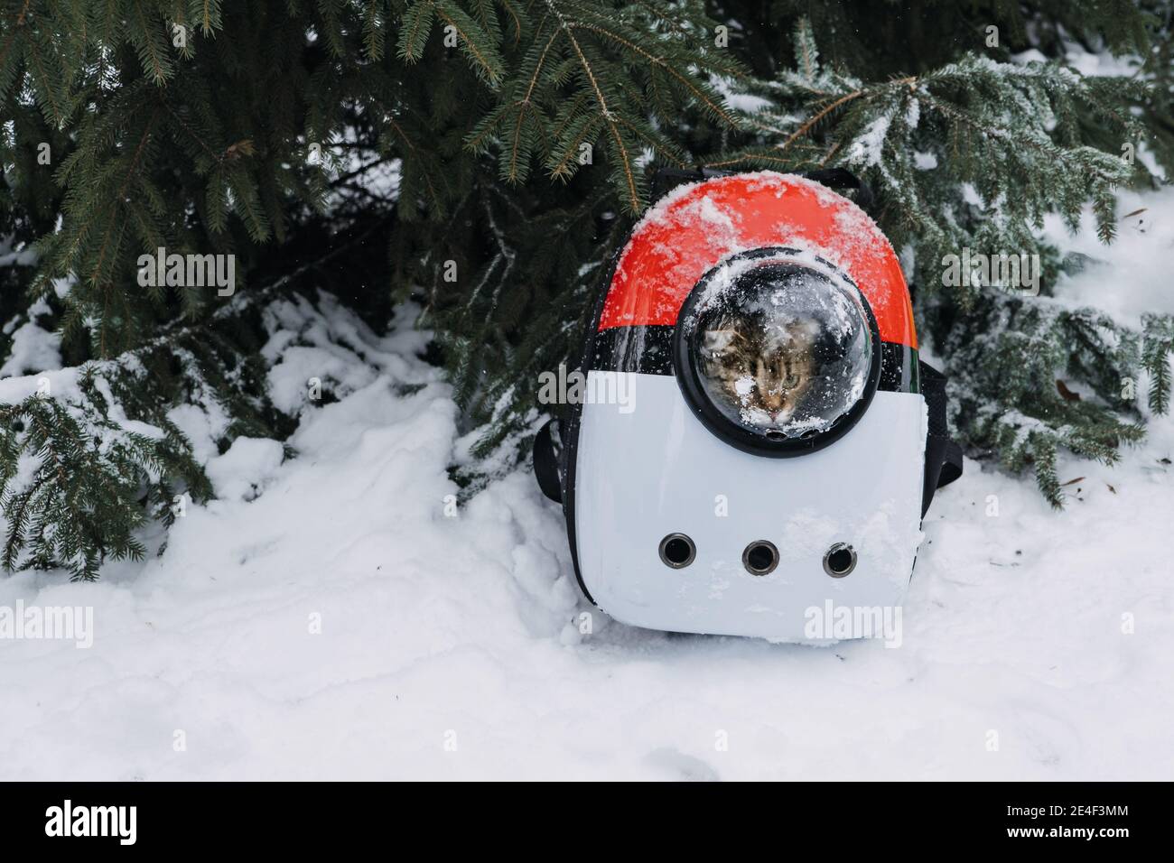Cat in Pet Carrier Backpack in winter park, forest. Bubble Backpack
