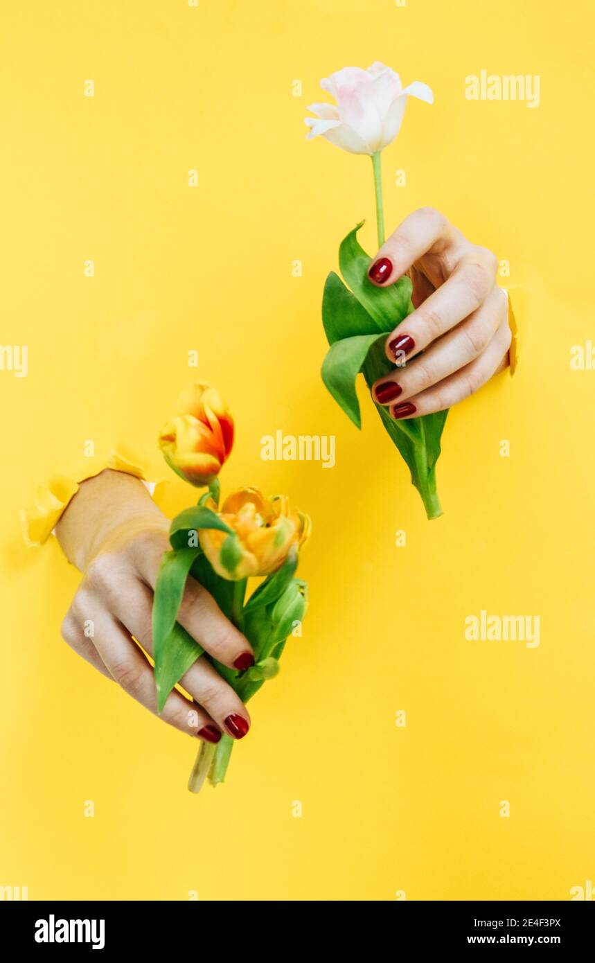 Spring themed concept abstract background with hands holing tulips Stock Photo