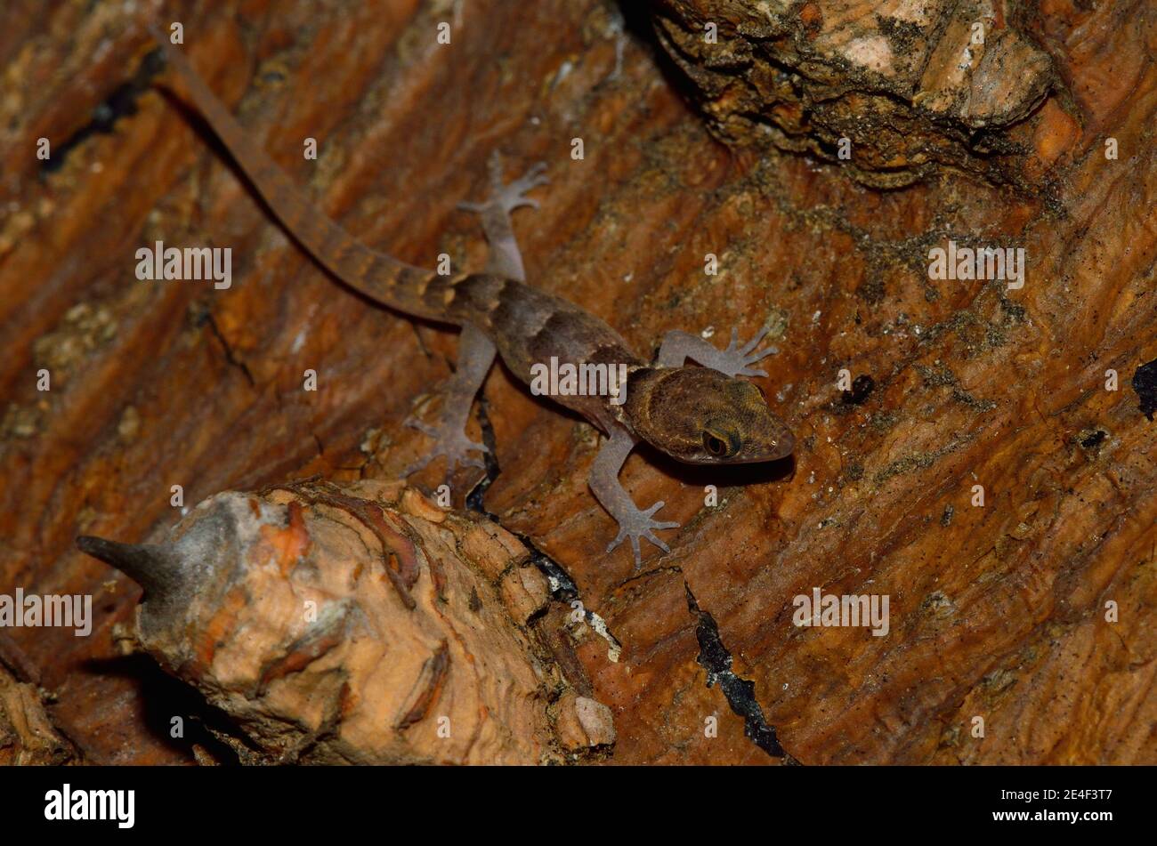 Gonatodes antillensis, antilles gecko, Antillen-Zwerggecko, juvenil, Jungtier Stock Photo