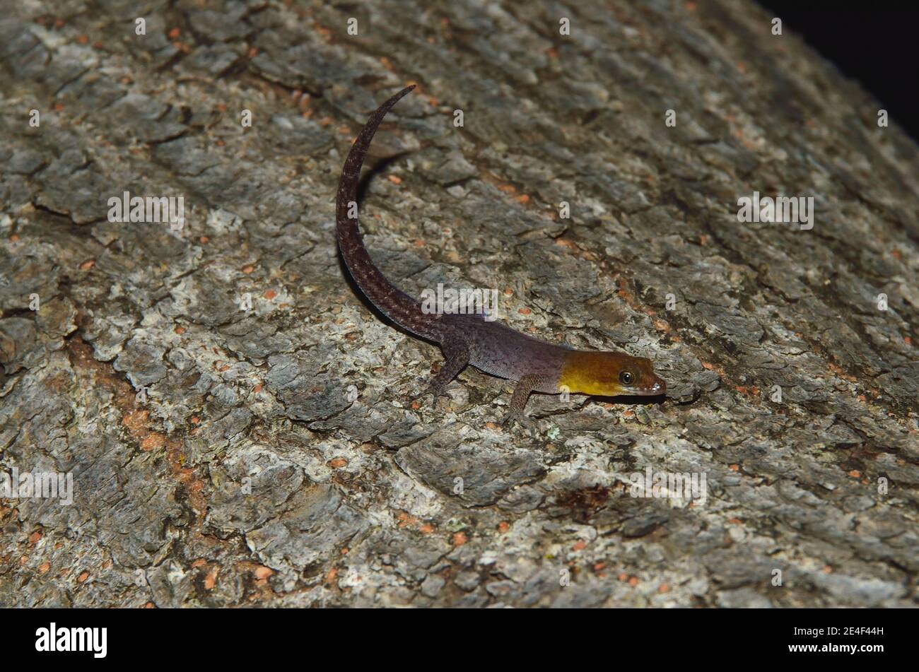 Gonatodes antillensis, antilles gecko, Antillen-Zwerggecko, male, Männchen Stock Photo