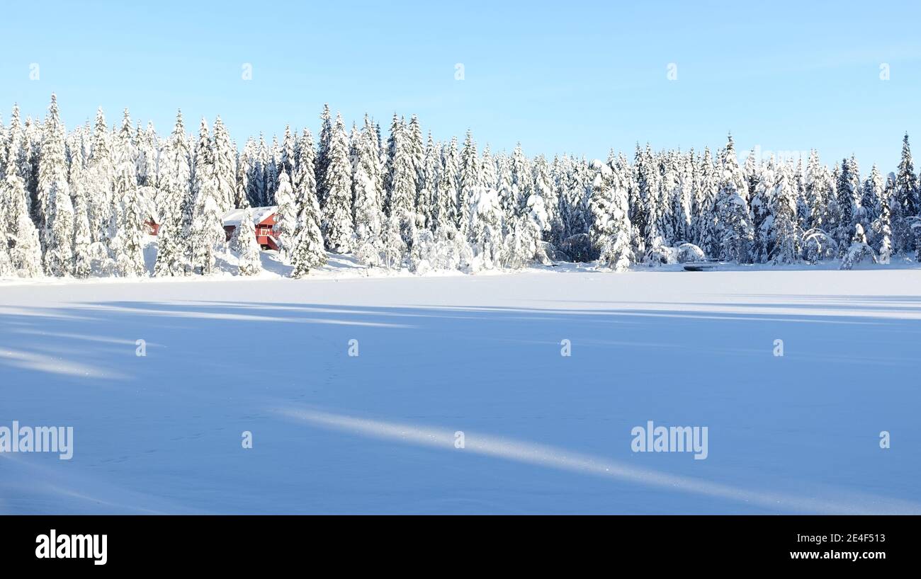 Frozen spruce trees hi-res stock photography and images - Alamy