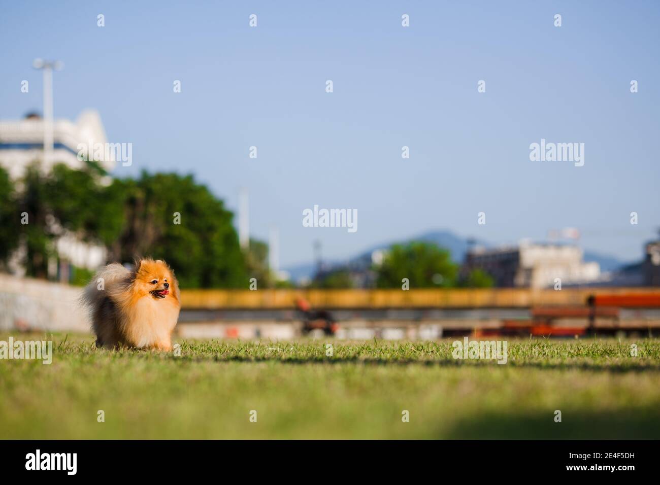 Zverg Spitz, Pomeranian puppy posing on grass Stock Photo - Alamy