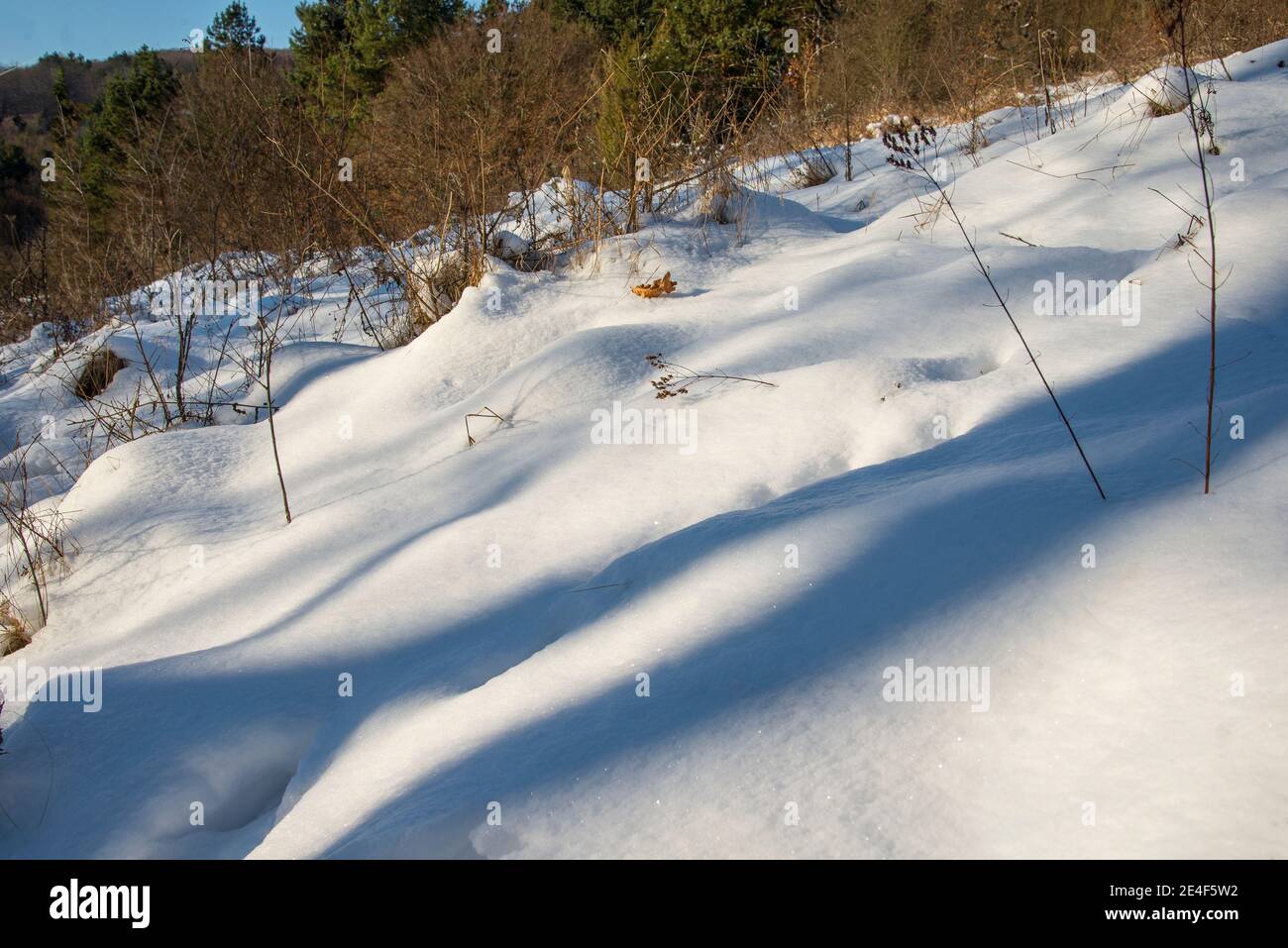 Spruce branches with thick snow hi-res stock photography and images - Alamy