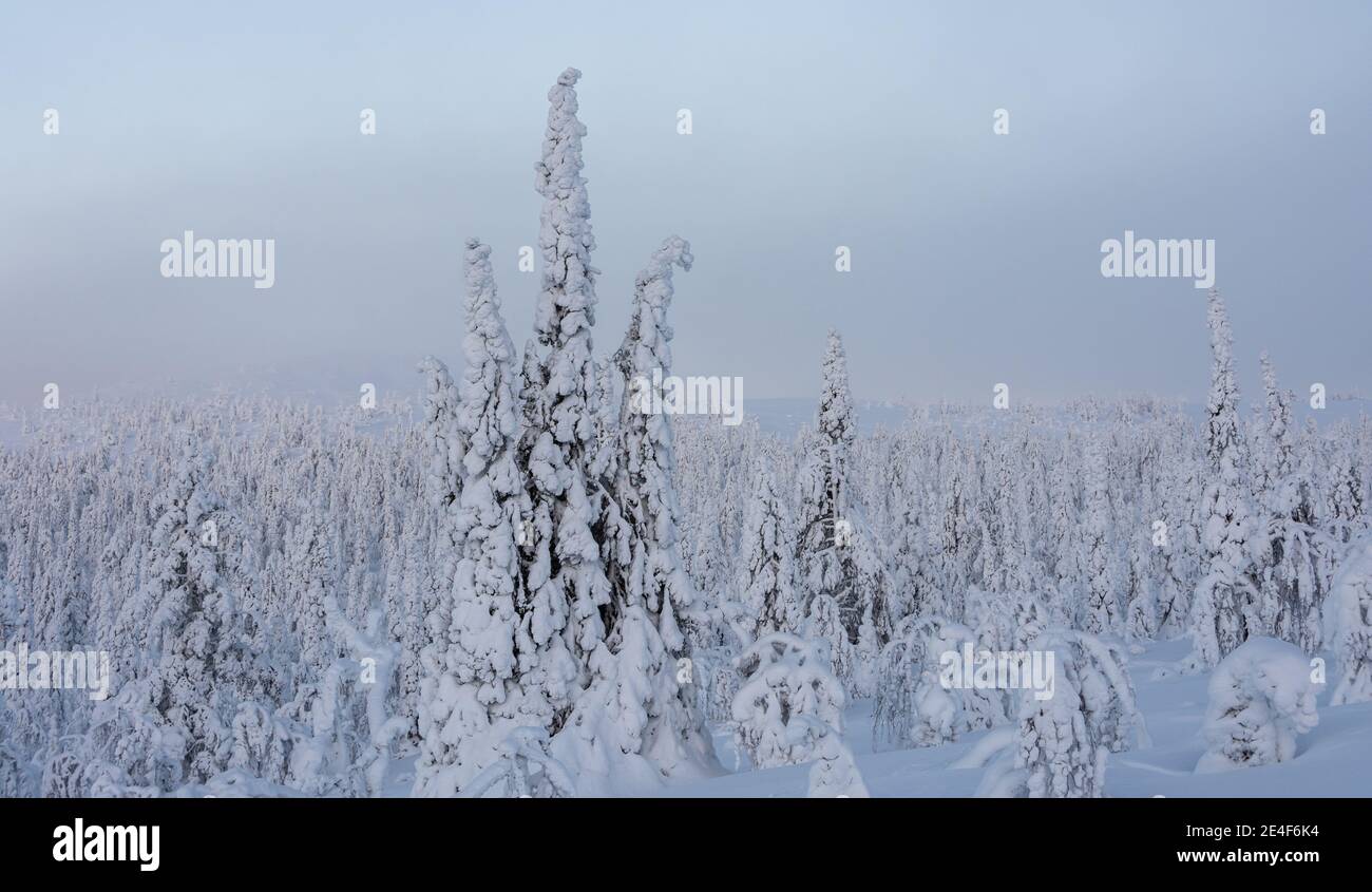 snowy landscape in Finnish Lapland Stock Photo