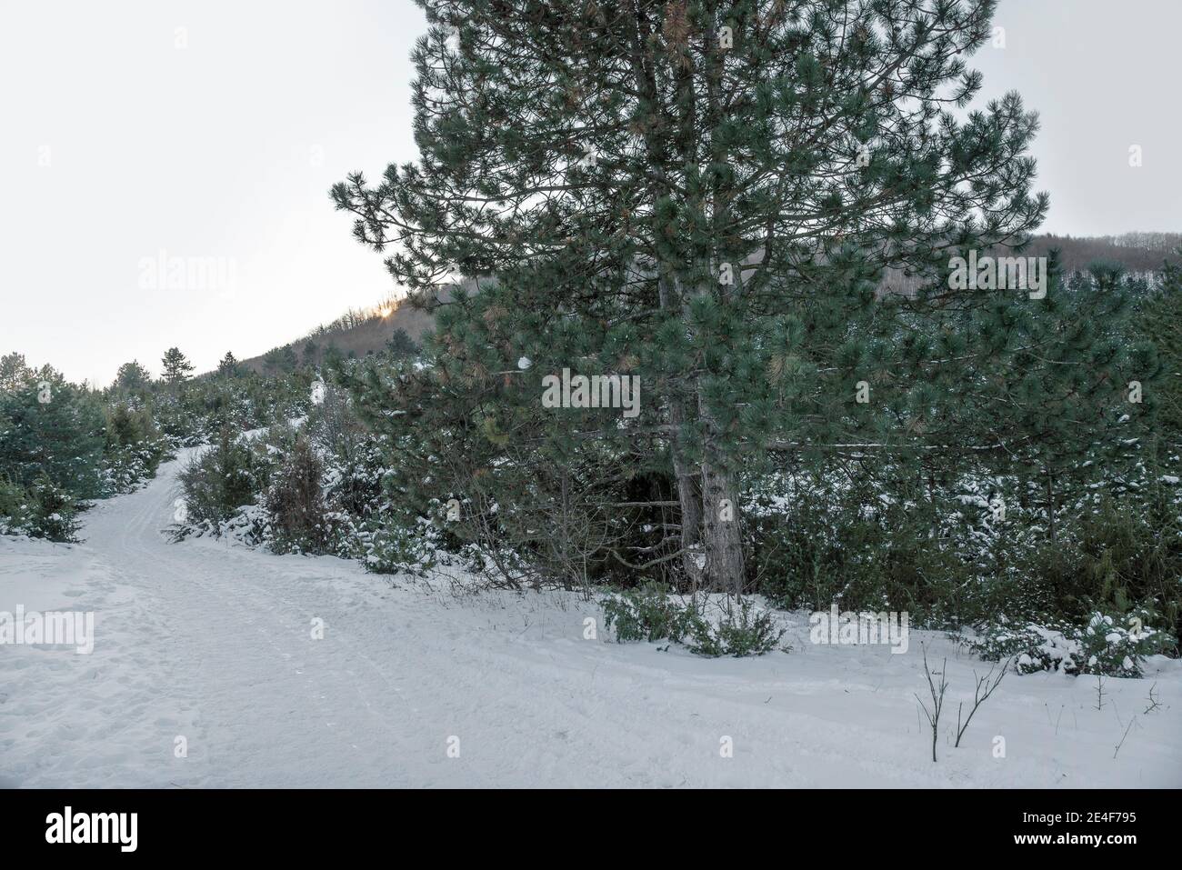 Pine tree in the winter in a forest Stock Photo - Alamy
