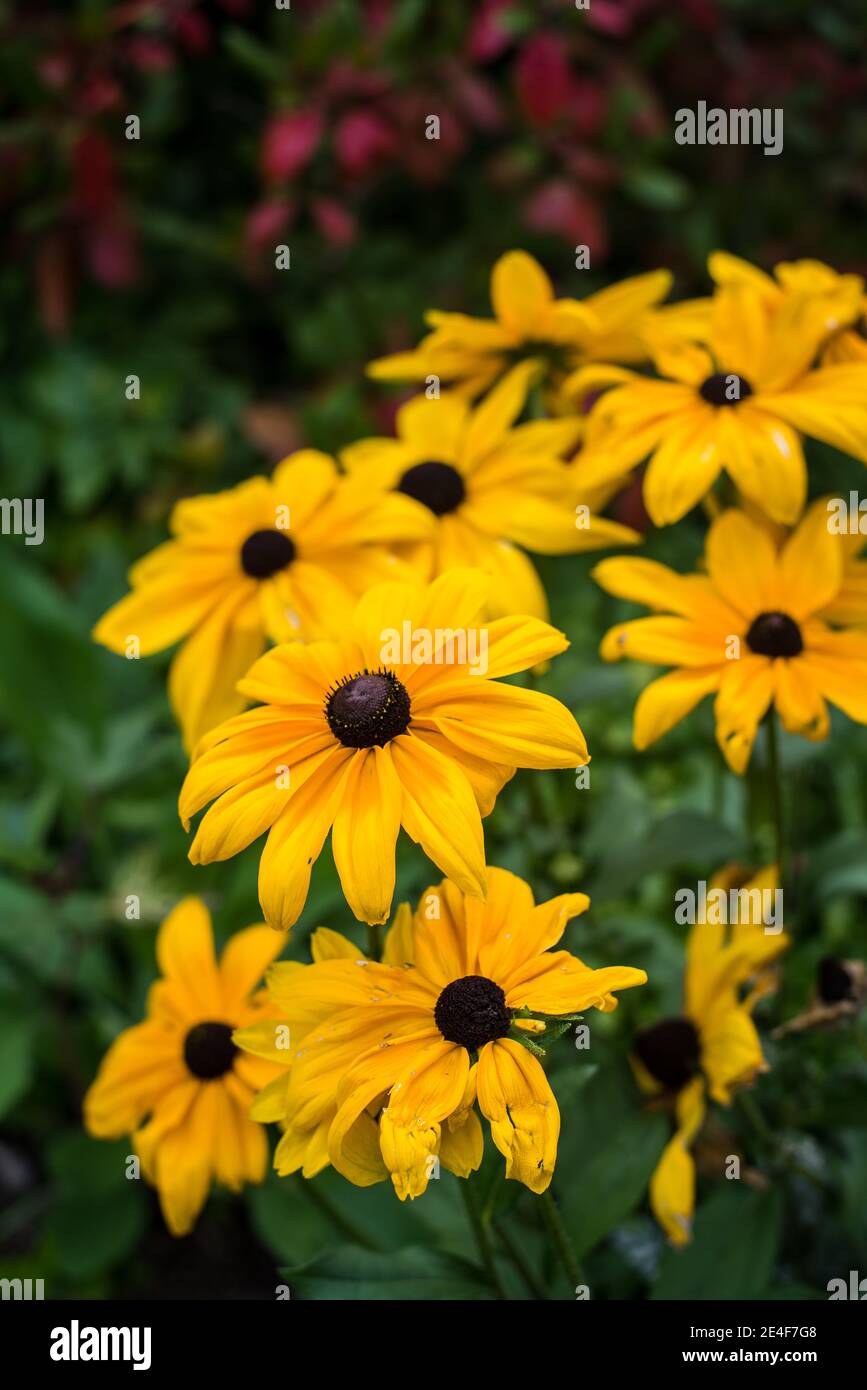 Perennial Cluster of Rudbeckia Black Eyed Susan blooming in yellow in Canada with green and purple background Stock Photo