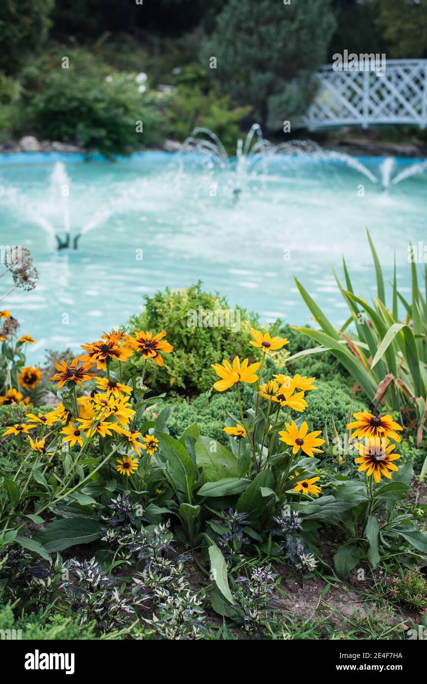 Cluster of Rudbeckia Black Eyed Susan in front of fountains and bridge at Rockway Gardens Kitchener Canada Stock Photo