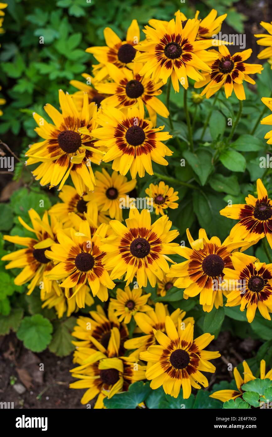 Perennial Cluster of Rudbeckia Black Eyed Susan blooming in yellow and brown in Canada Stock Photo