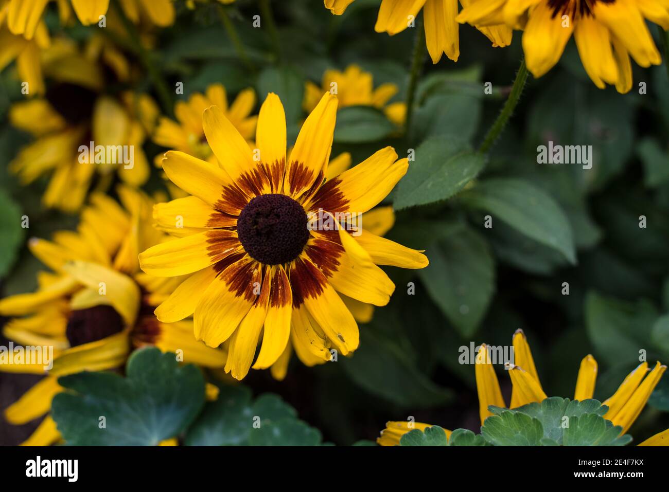 Perennial Rudbeckia Black Eyed Susan blooming in yellow and brown in Canada Stock Photo